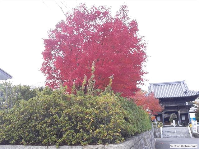 11月