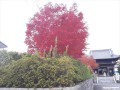 11月