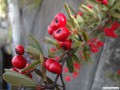 11月