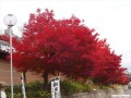 11月