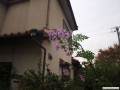 11月