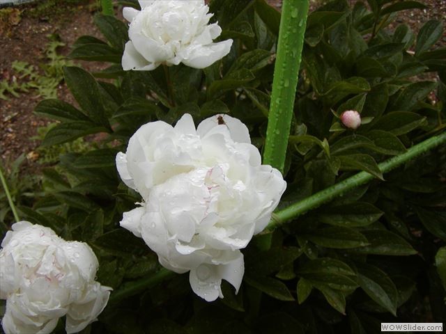 5月