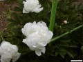 5月