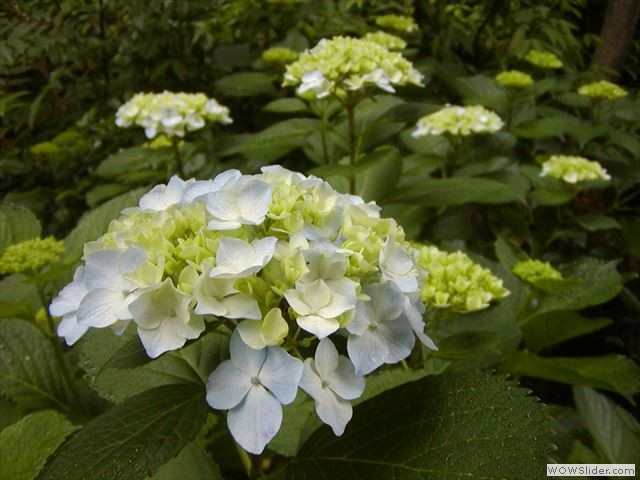 6月