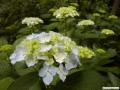 6月