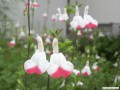6月