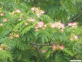 6月