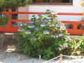 6月