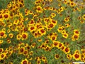 6月